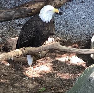 Meet your Posher, Dano